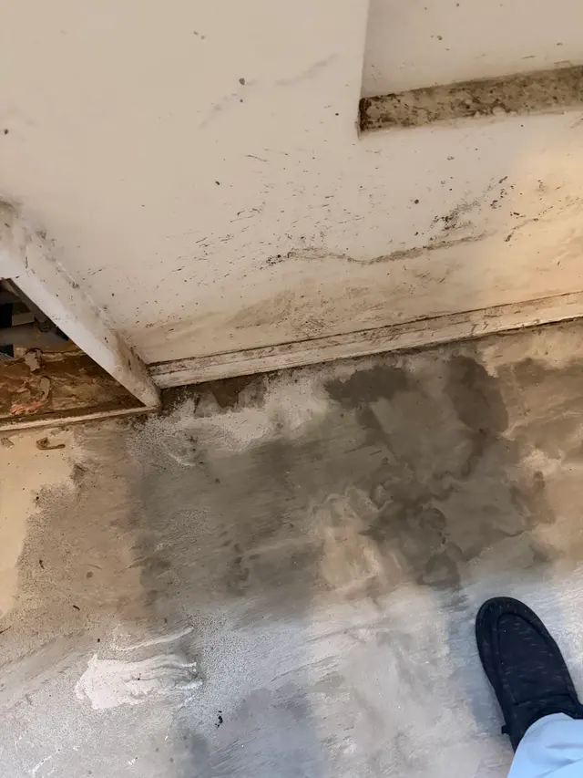 Apex Mold Specialists — photo from the business 2