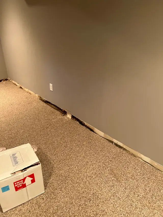 Apex Mold Specialists — photo from the business 5