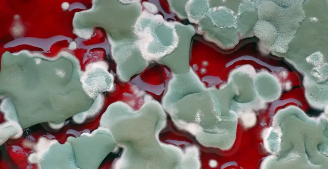 Mold Testing NJ-NY — photo from the business 6