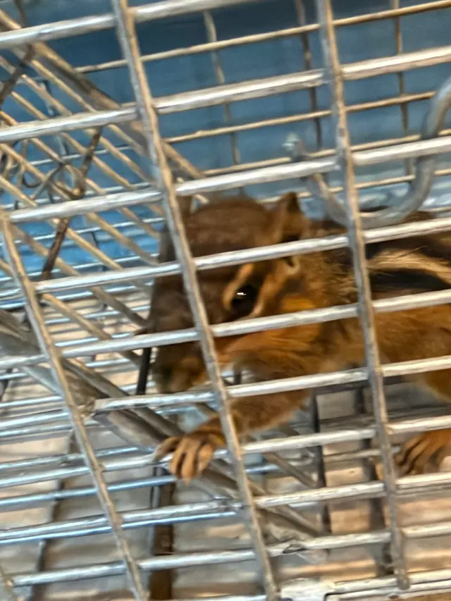 Freedom Wildlife Solutions & Pest Control — customer photo 5