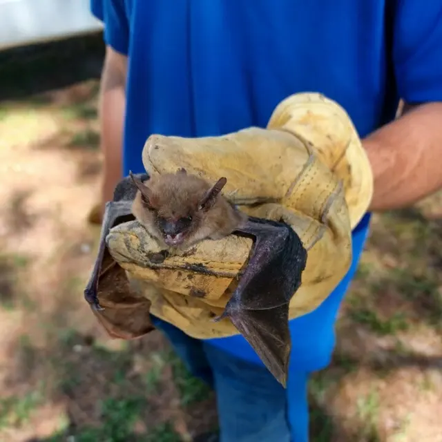 Freedom Wildlife Solutions & Pest Control — photo from the business 6