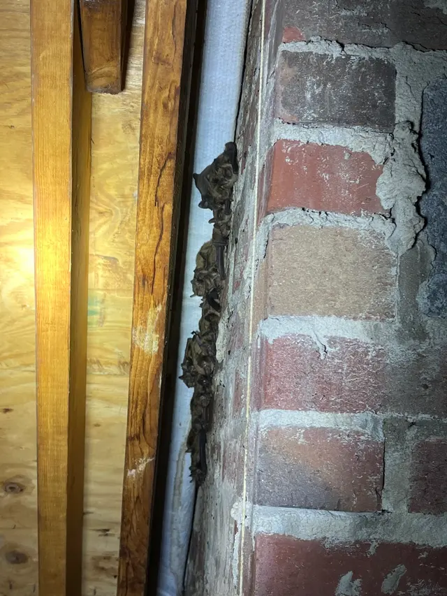 Freedom Wildlife Solutions & Pest Control — customer photo 9