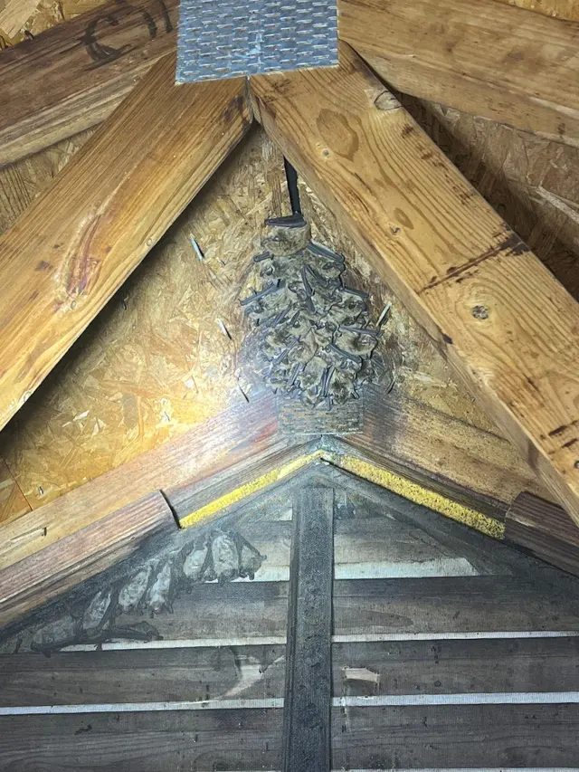 Freedom Wildlife Solutions & Pest Control — photo from the business 7