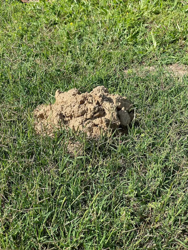 Freedom Wildlife Solutions & Pest Control — photo from the business 10