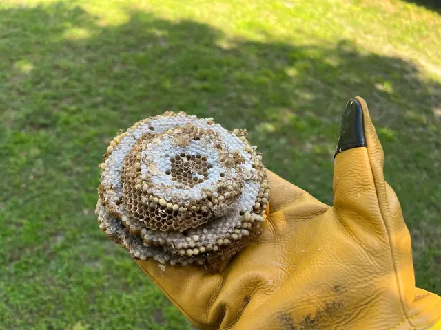 Freedom Wildlife Solutions & Pest Control — photo from the business 11