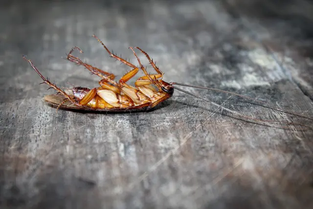 Kind Pest Control — photo from the business 12