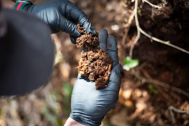 Go-Forth Pest Control — photo from the business 6