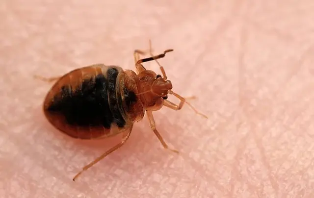 Pest & Termite Consultants — photo from the business 12