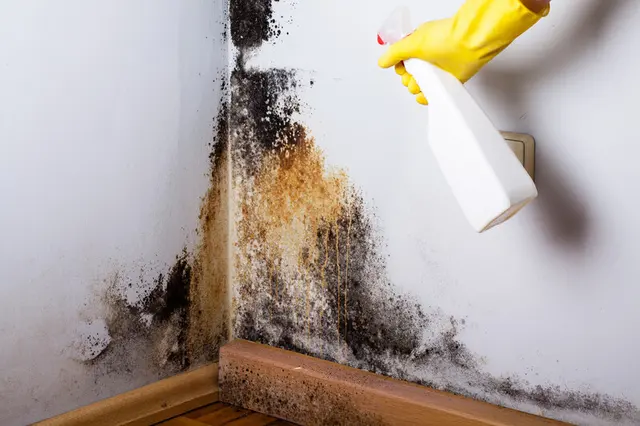 Water Damage & Restoration — photo from the business 4