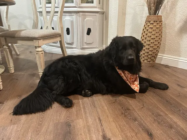 Raise The Wuff Mobile Dog Grooming — customer photo 8