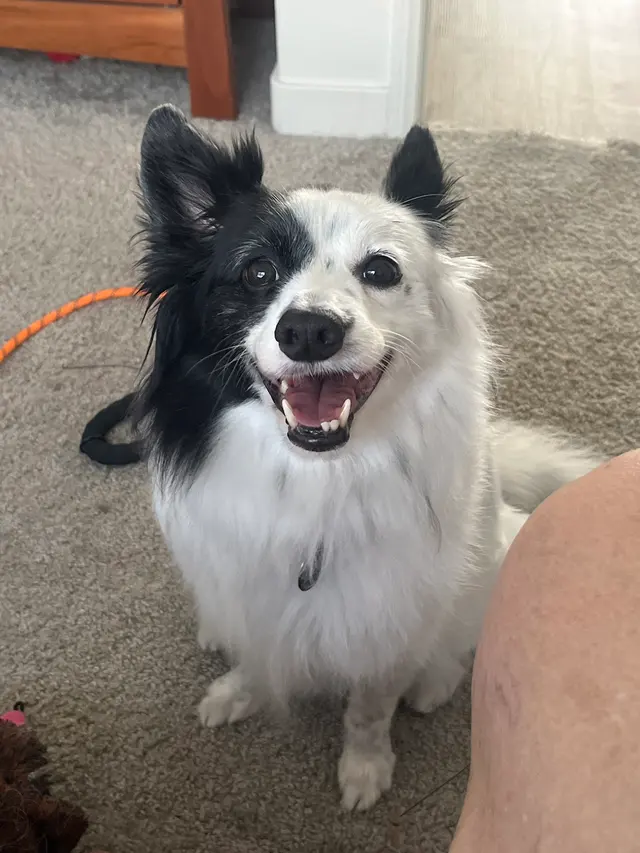 Raise The Wuff Mobile Dog Grooming — customer photo 6