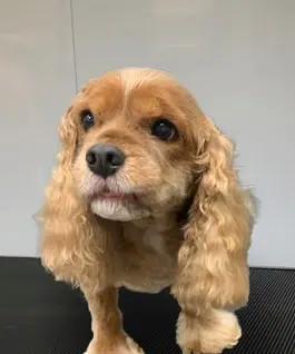 Raise The Wuff Mobile Dog Grooming — photo from the business 11