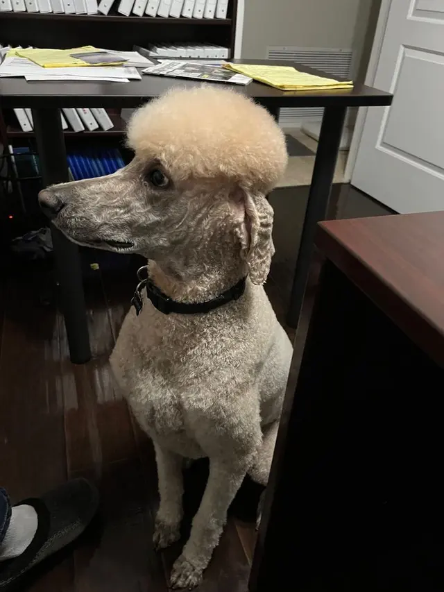 Raise The Wuff Mobile Dog Grooming — customer photo 3