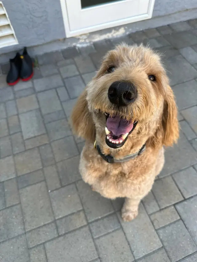 Raise The Wuff Mobile Dog Grooming — customer photo 5