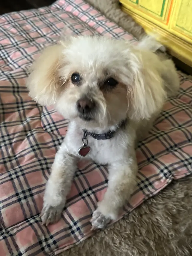 Raise The Wuff Mobile Dog Grooming — customer photo 4