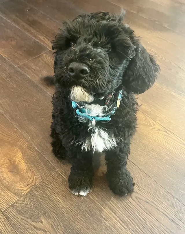 Raise The Wuff Mobile Dog Grooming — customer photo 10
