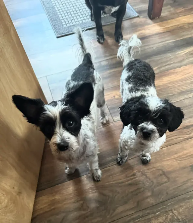 Raise The Wuff Mobile Dog Grooming — customer photo 2