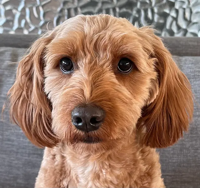 Raise The Wuff Mobile Dog Grooming — customer photo 12