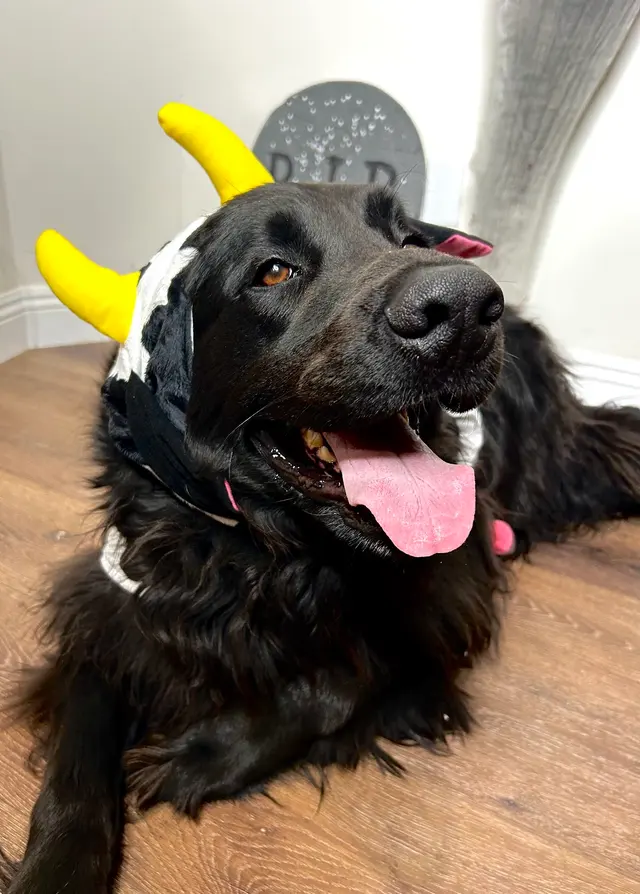 Raise The Wuff Mobile Dog Grooming — customer photo 7