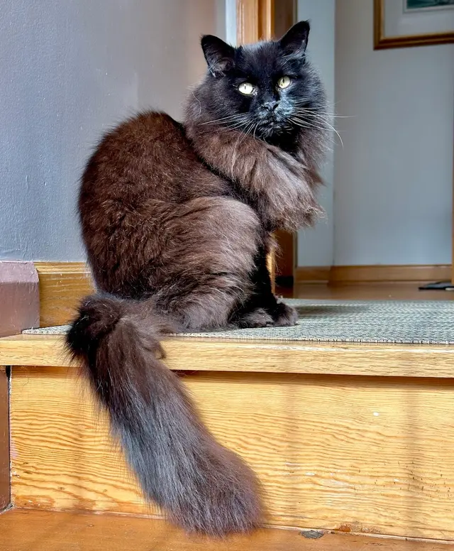 Felines and Friends Grooming — photo from the business 2