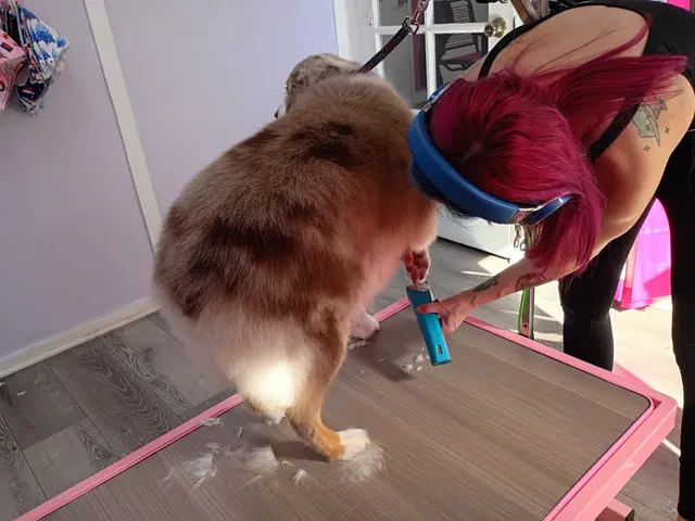 Felines and Friends Grooming — photo from the business 10