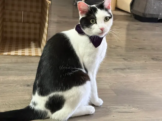 Felines and Friends Grooming — customer photo 8
