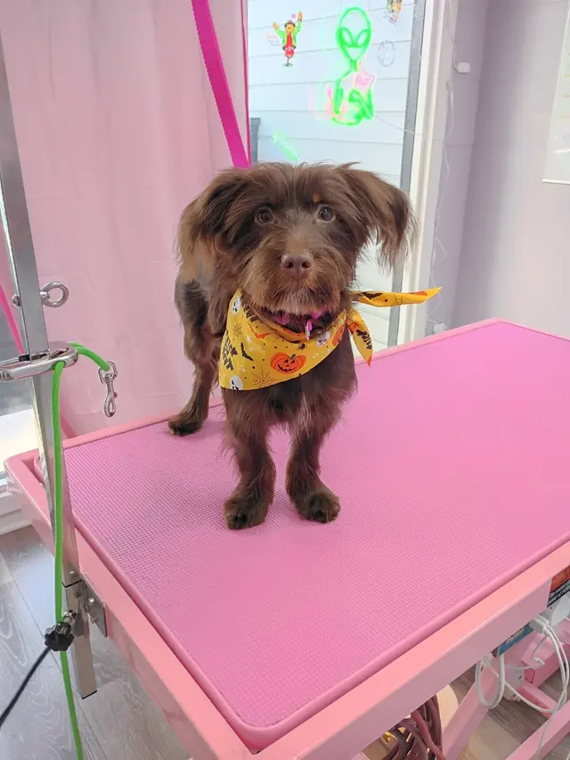 Felines and Friends Grooming — photo from the business 9