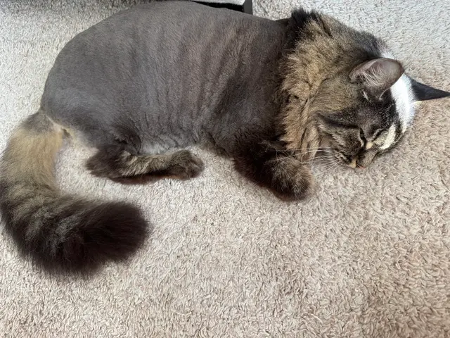 Felines and Friends Grooming — customer photo 1