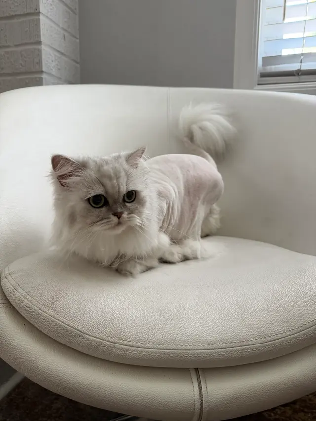 Felines and Friends Grooming — customer photo 5