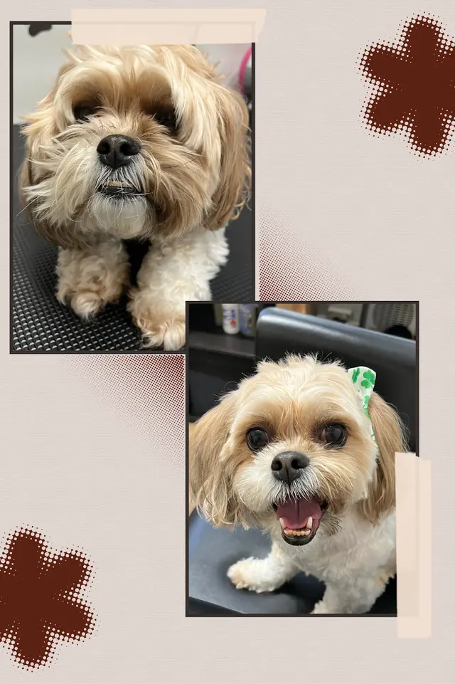 Nina’s Pet Spa & Grooming — customer photo 6
