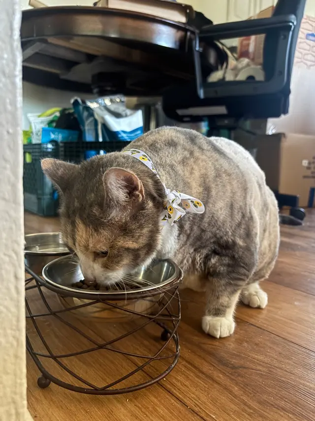 Nina’s Pet Spa & Grooming — customer photo 4