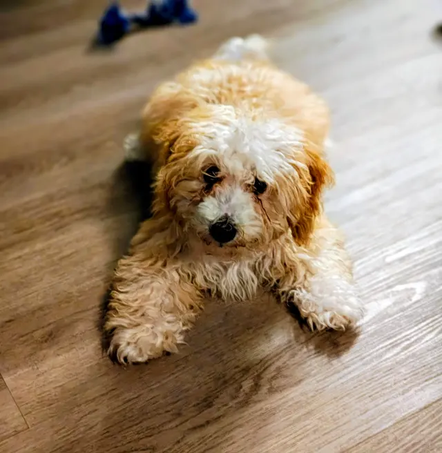 Nina’s Pet Spa & Grooming — customer photo 7