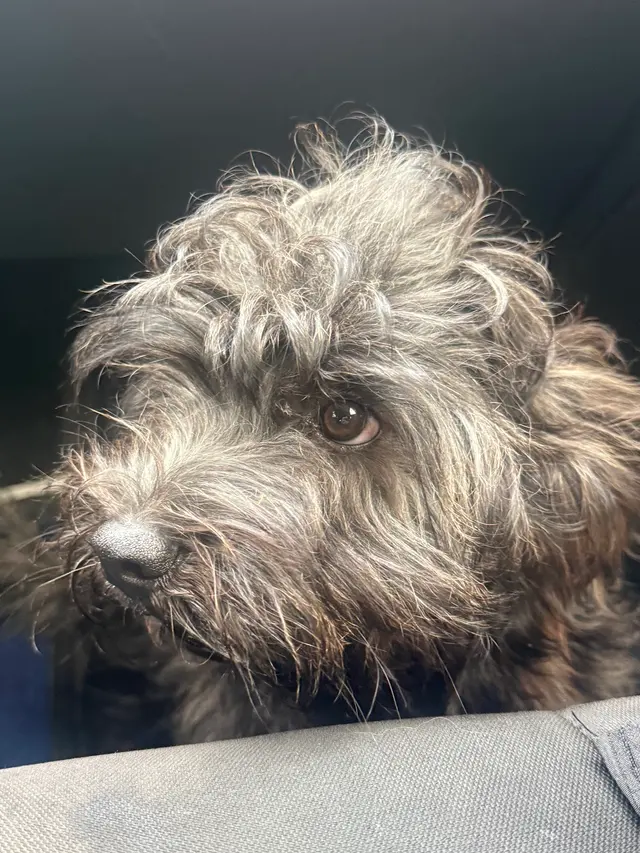 Customer photo of work by Nina’s Pet Spa & Grooming, from Jacqueline M's review