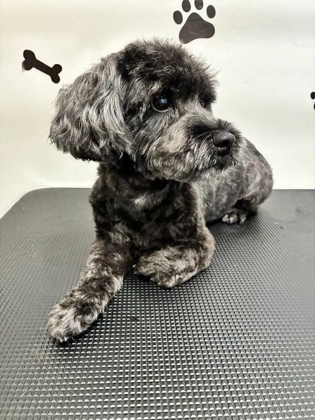 Nina’s Pet Spa & Grooming — customer photo 3