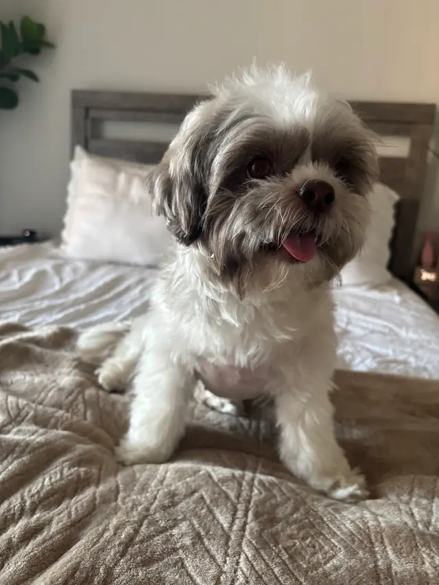 Nina’s Pet Spa & Grooming — customer photo 9