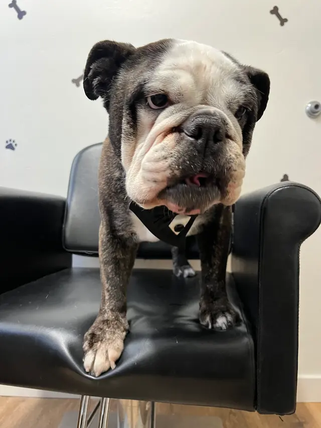Nina’s Pet Spa & Grooming — customer photo 12