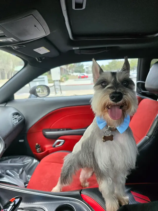 Nina’s Pet Spa & Grooming — customer photo 5