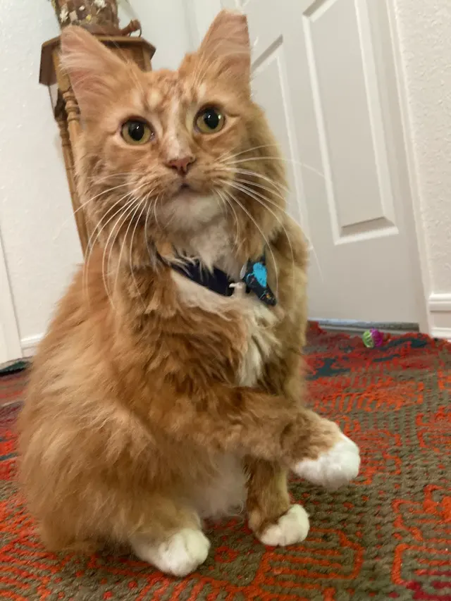 Customer photo of work by Nina’s Pet Spa & Grooming, from kara hawk's review