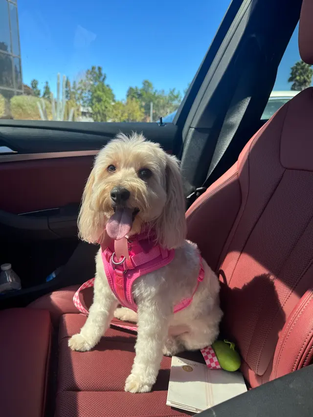 Customer photo from Taylor's review