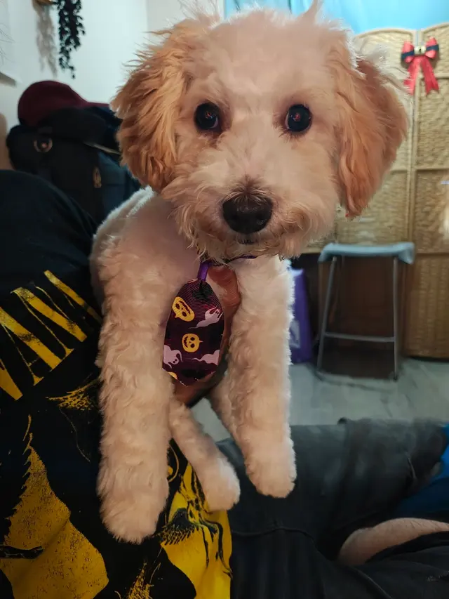 Nina’s Pet Spa & Grooming — customer photo 10