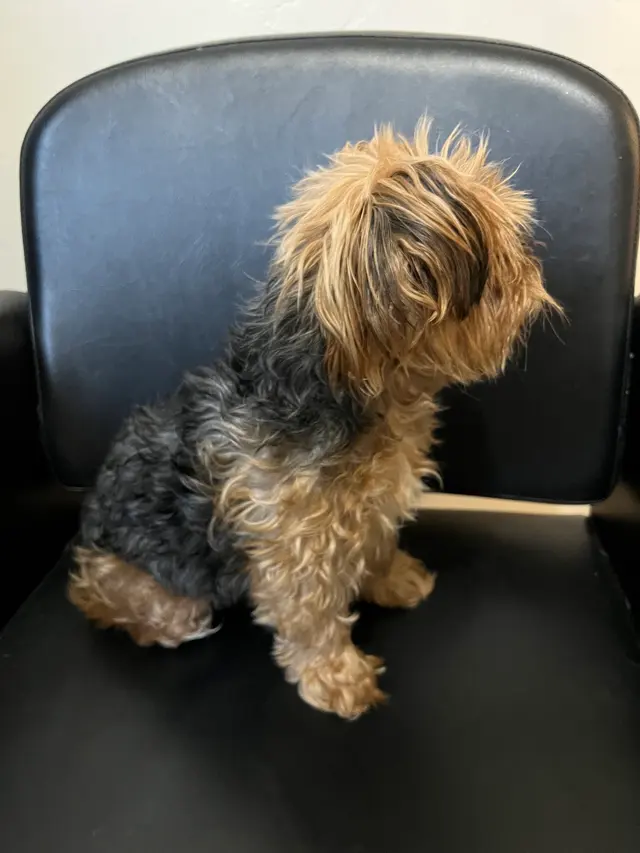 Nina’s Pet Spa & Grooming — photo from the business 1