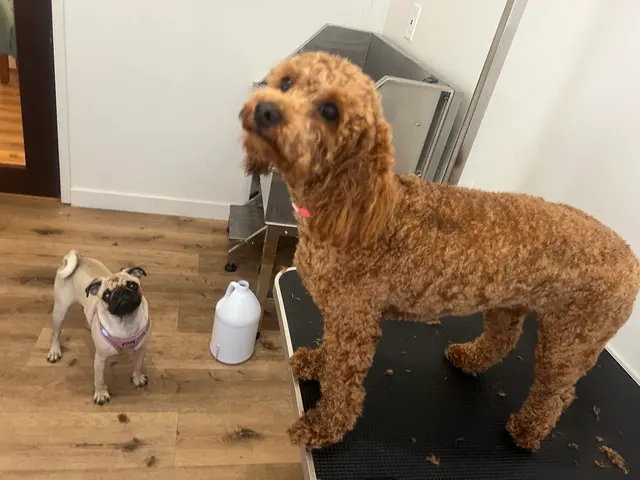 Nina’s Pet Spa & Grooming — photo from the business 8