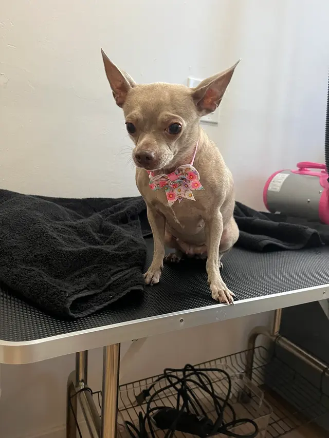 Nina’s Pet Spa & Grooming — photo from the business 2