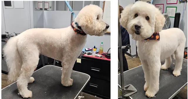 Point Loma Dog Salon N Spa — photo from the business 3