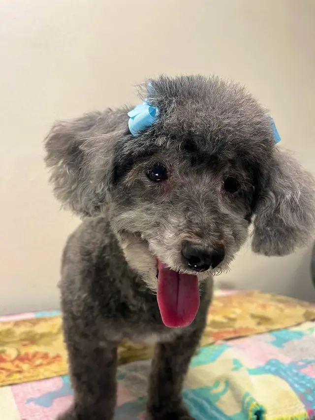 Point Loma Dog Salon N Spa — customer photo 7