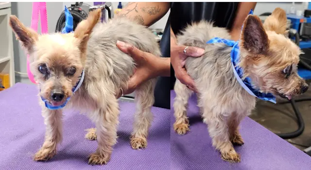 Point Loma Dog Salon N Spa — photo from the business 8