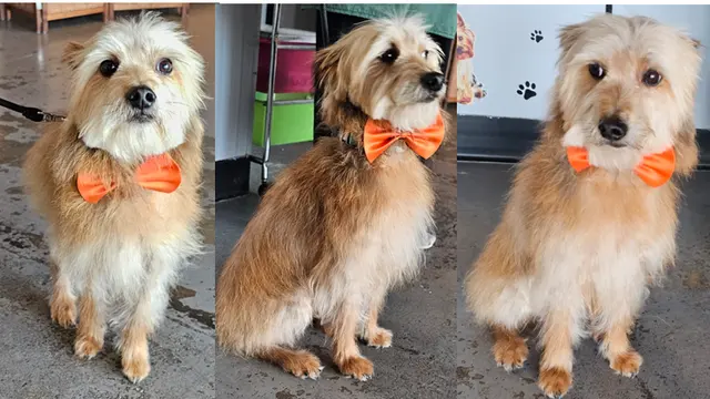 Point Loma Dog Salon N Spa — photo from the business 9