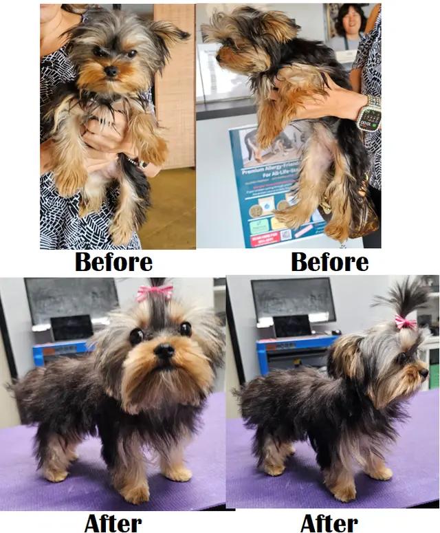 Point Loma Dog Salon N Spa — photo from the business 2