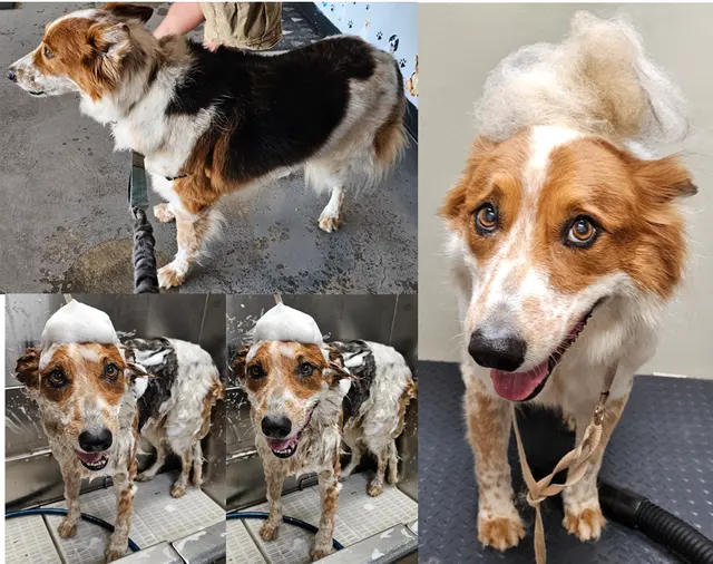 Point Loma Dog Salon N Spa — photo from the business 4