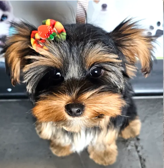 Point Loma Dog Salon N Spa — photo from the business 1